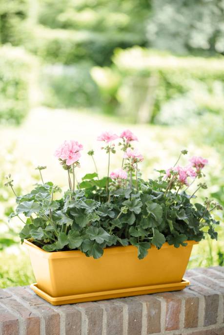 barcelona balkonbak 40cm honinggeel